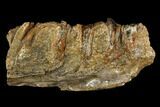 Bargain, Irish Elk Jaw Section - Pleistocene, Germany #123485-1